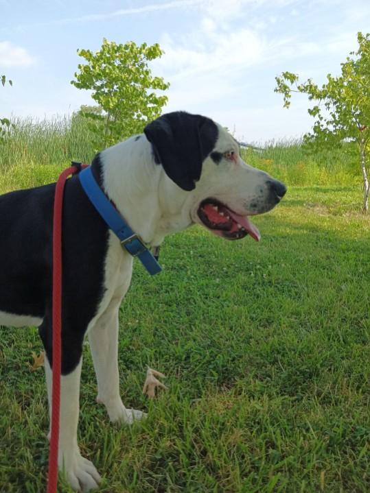 Odie, a Adopted mixed breed in Riverview, MI image 4/5