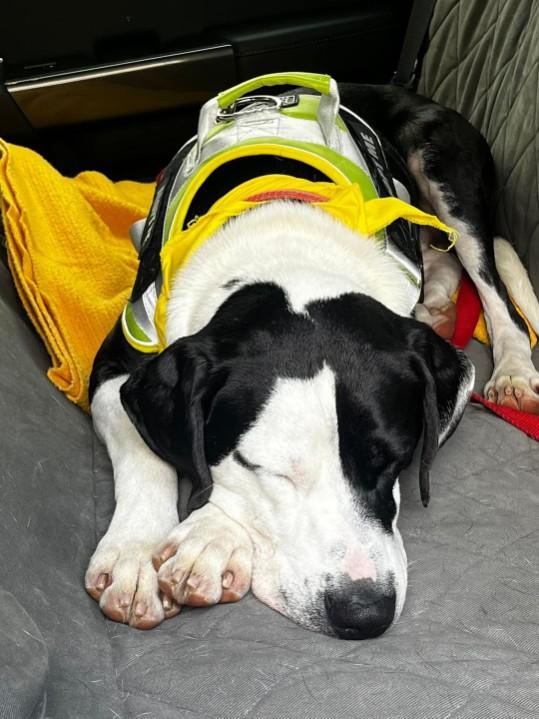 Odie, a Adopted mixed breed in Riverview, MI image 5/5