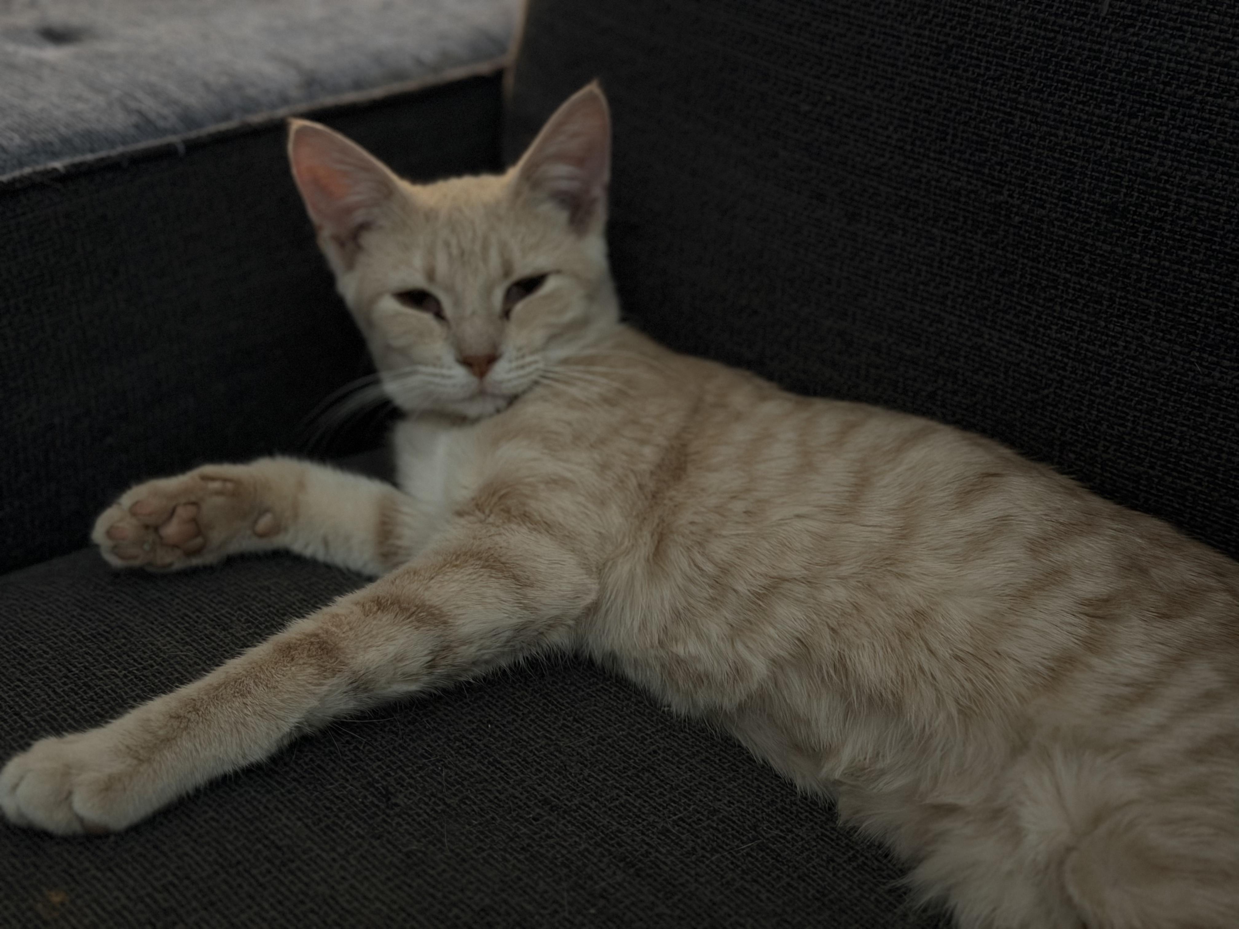 Enlarge Georgia and Wally, a ADOPTABLE Domestic Short Hair in Clarion, IA image 4/5