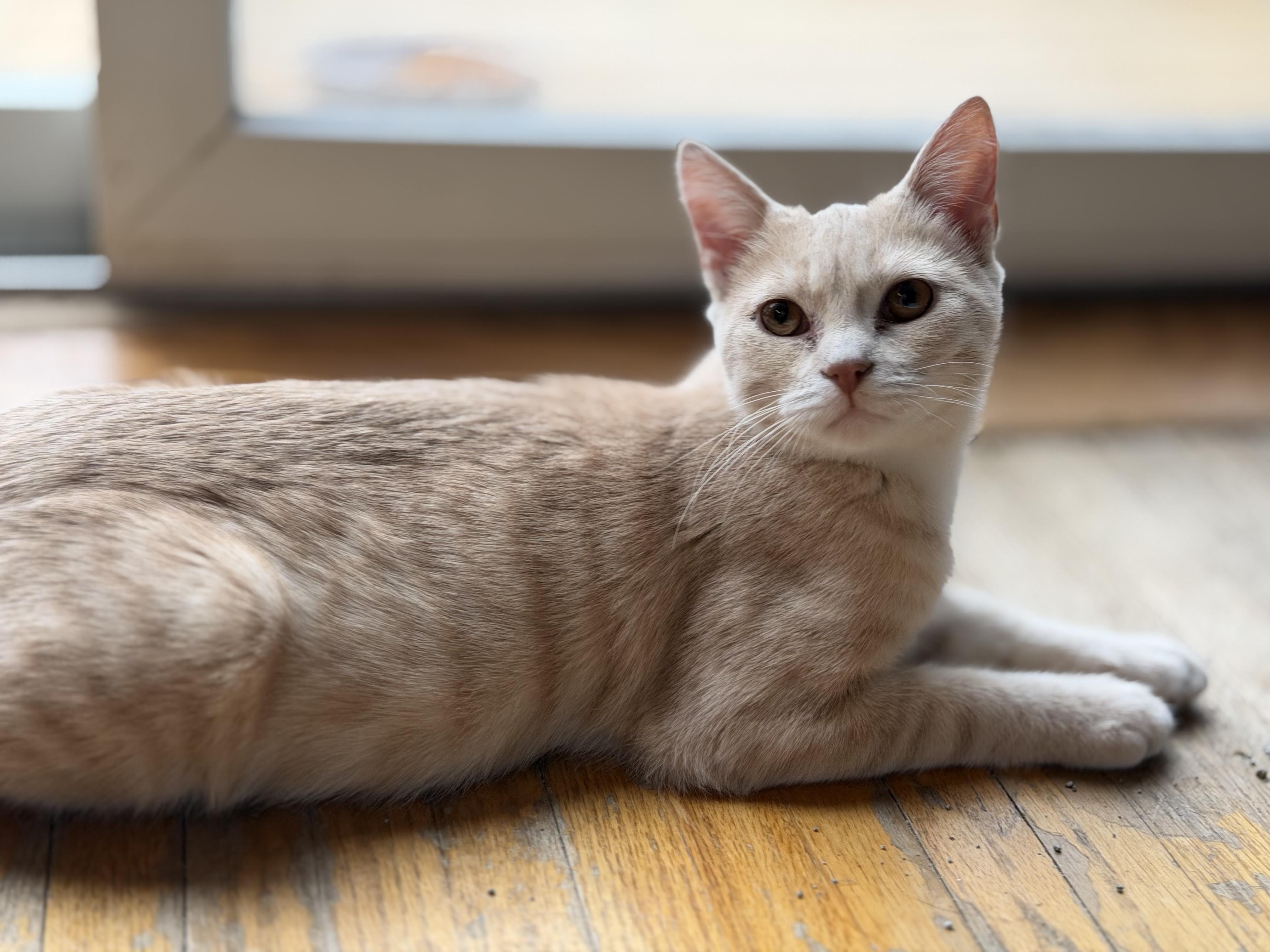 Enlarge Georgia and Wally, a ADOPTABLE Domestic Short Hair in Clarion, IA image 3/5