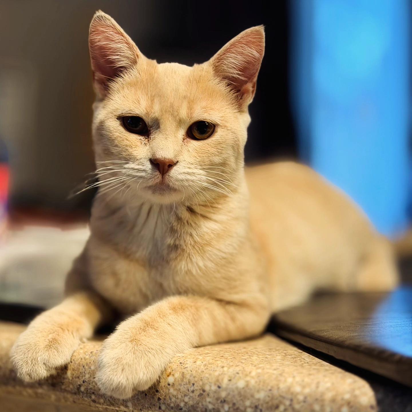 Enlarge Georgia and Wally, a ADOPTABLE Domestic Short Hair in Clarion, IA image 2/5