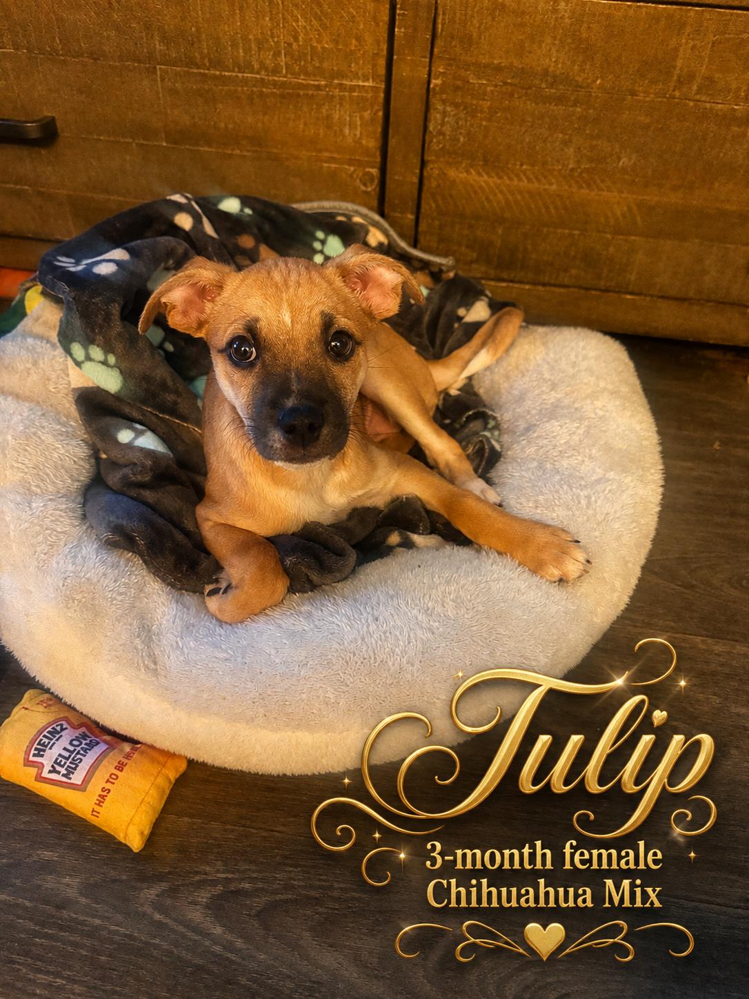 TULIP - 3 MONTH FEMALE CHIHUAHUA, Adoptable, Puppy Female Chihuahua.
