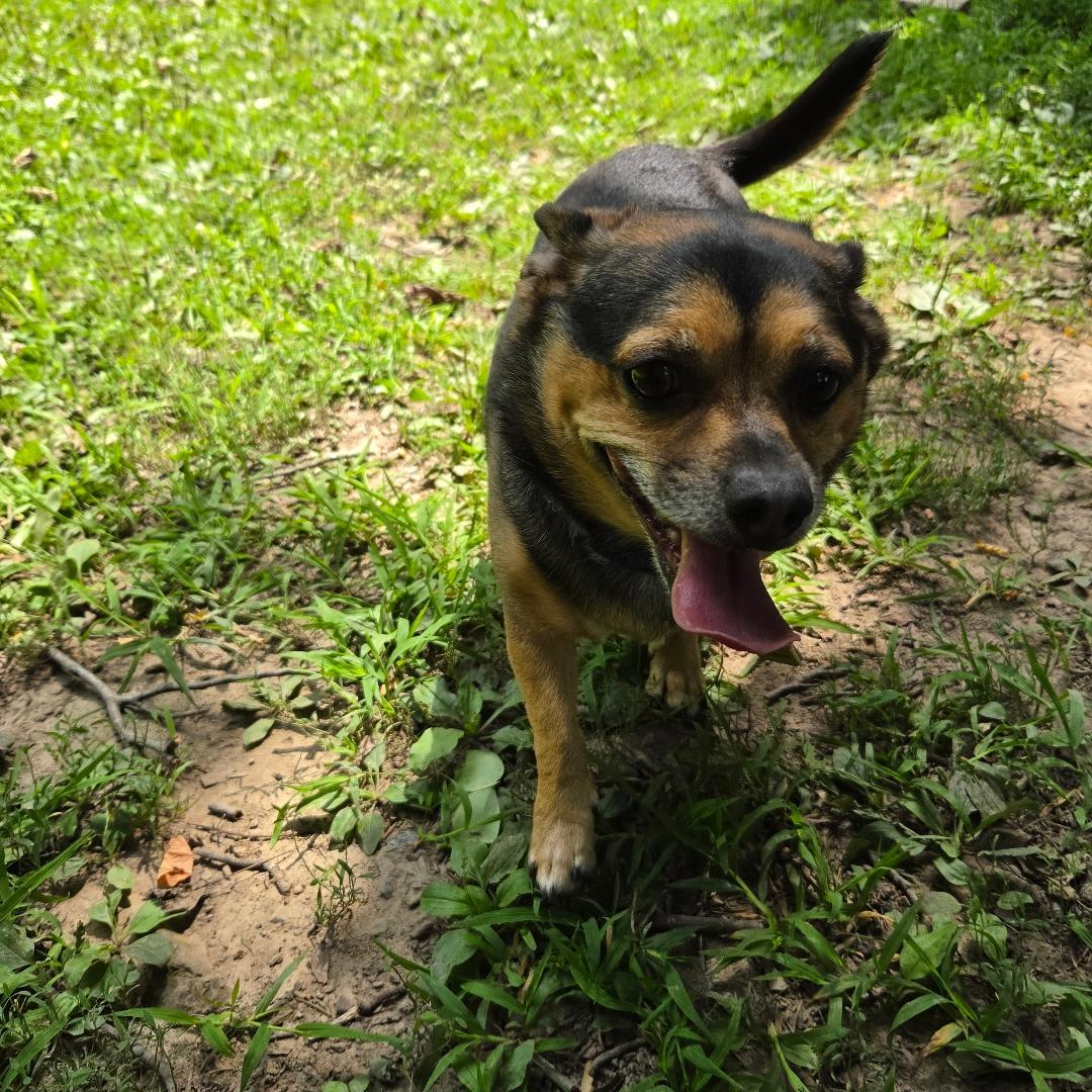 Enlarge Charlie, an adopted mixed breed in Dillsburg, PA image 4/6