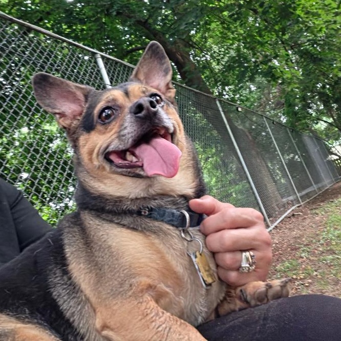 Charlie, adopted, Adult Male Chihuahua.