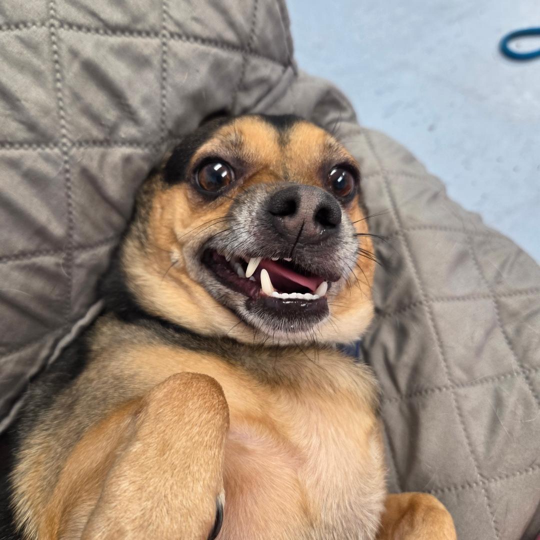 Enlarge Charlie, an adopted mixed breed in Dillsburg, PA image 6/6