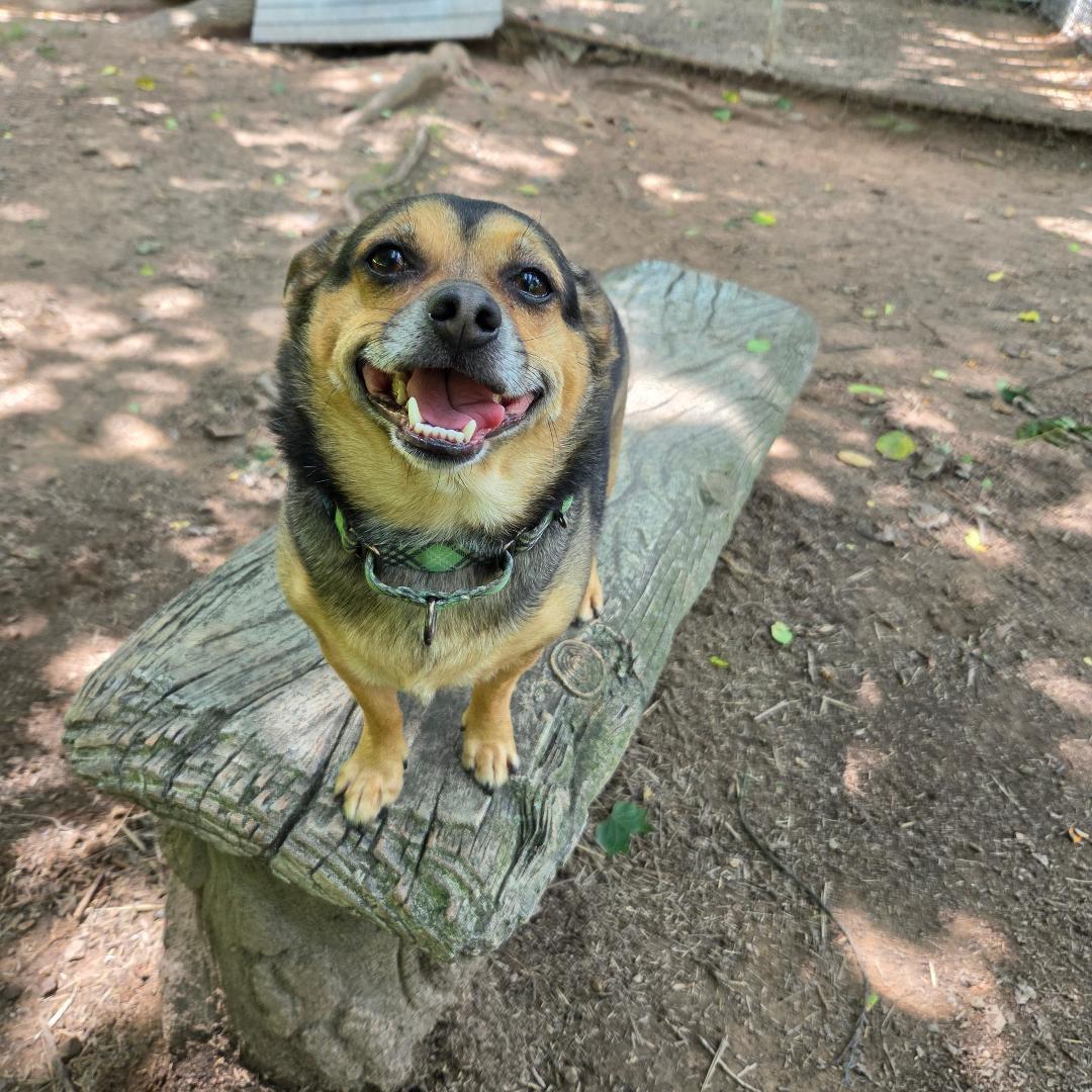 Enlarge Charlie, an adopted mixed breed in Dillsburg, PA image 2/6