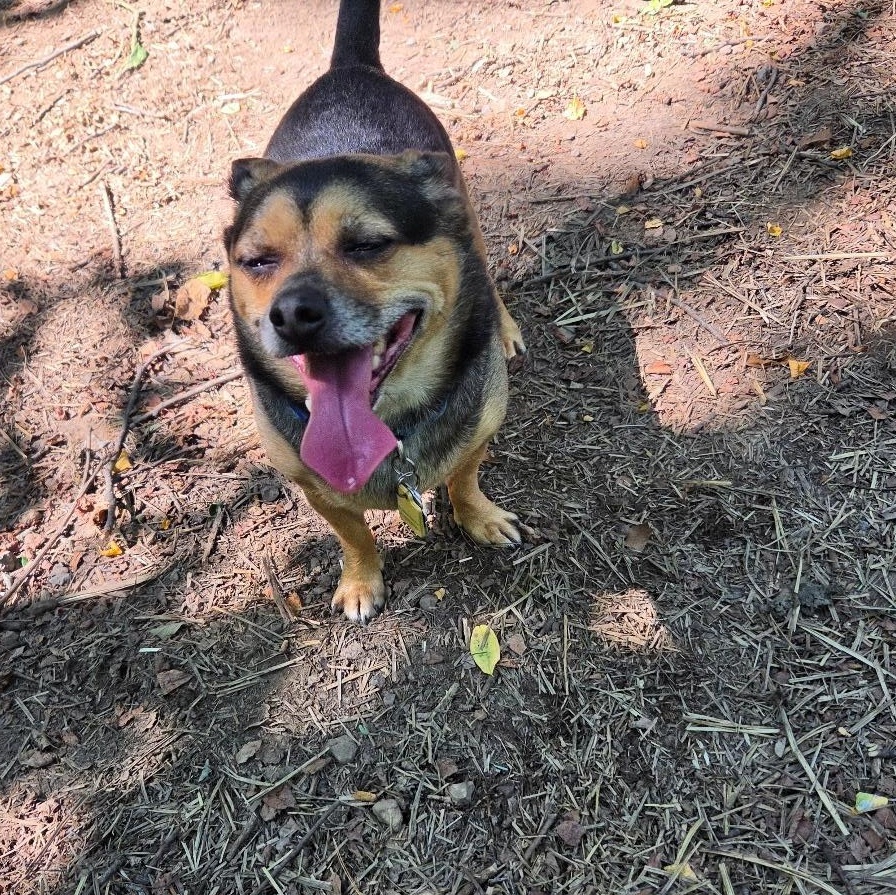 Enlarge Charlie, an adopted mixed breed in Dillsburg, PA image 5/6