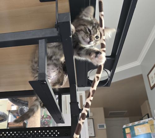 Enlarge Pixie (Persephone), a ADOPTABLE Domestic Medium Hair in Davis, CA image 2/3