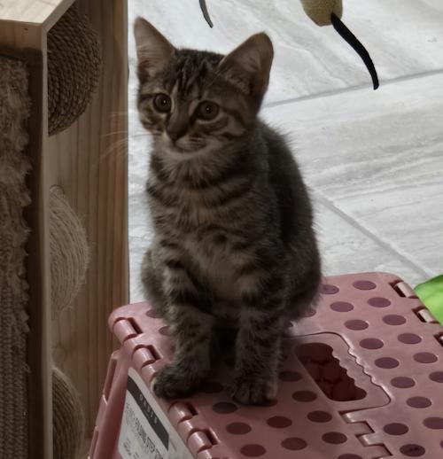 Pixie (Persephone), ADOPTABLE, Kitten Female Domestic Medium Hair.