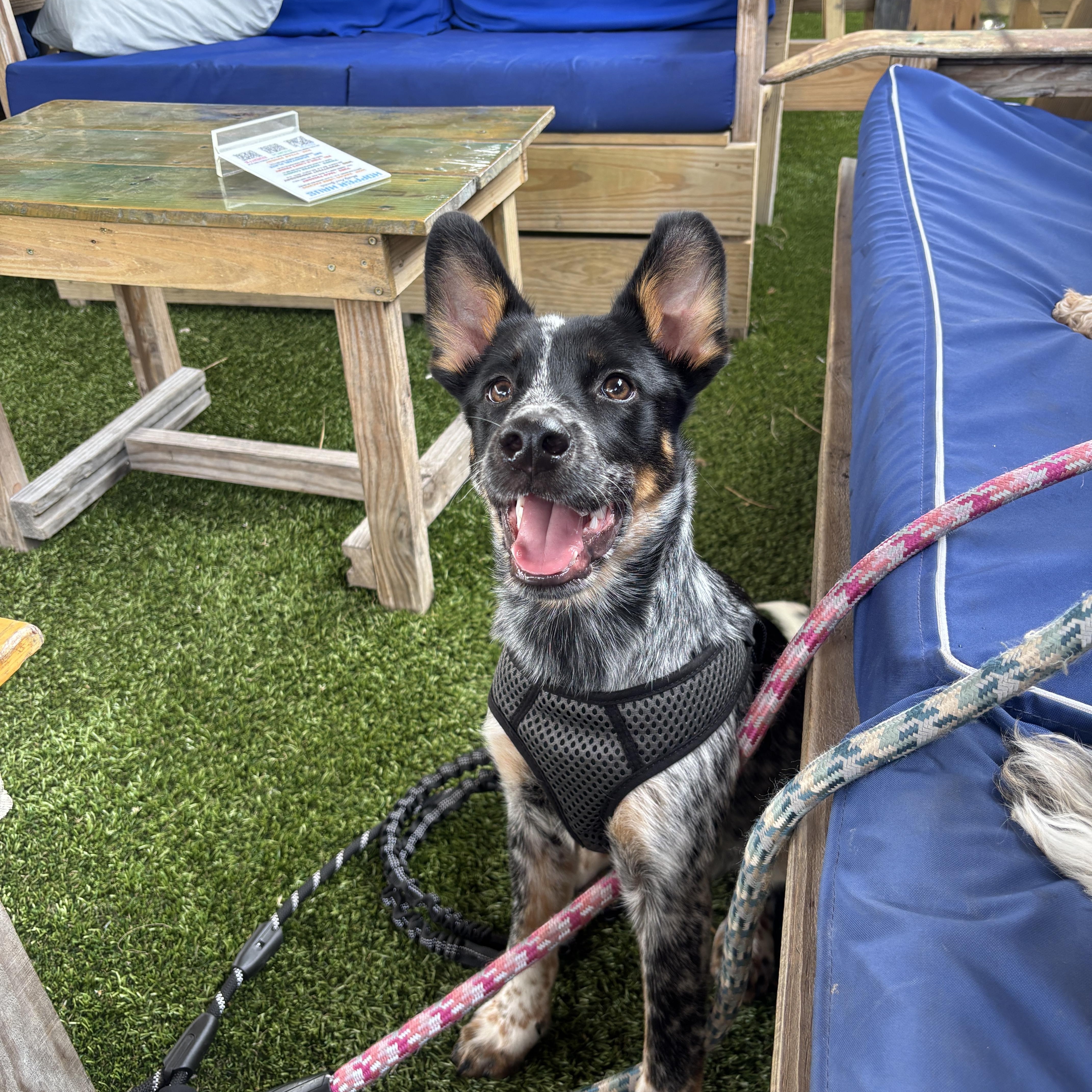 Booster, an adopted Australian Cattle Dog / Blue Heeler in Max Meadows, VA image 1/4