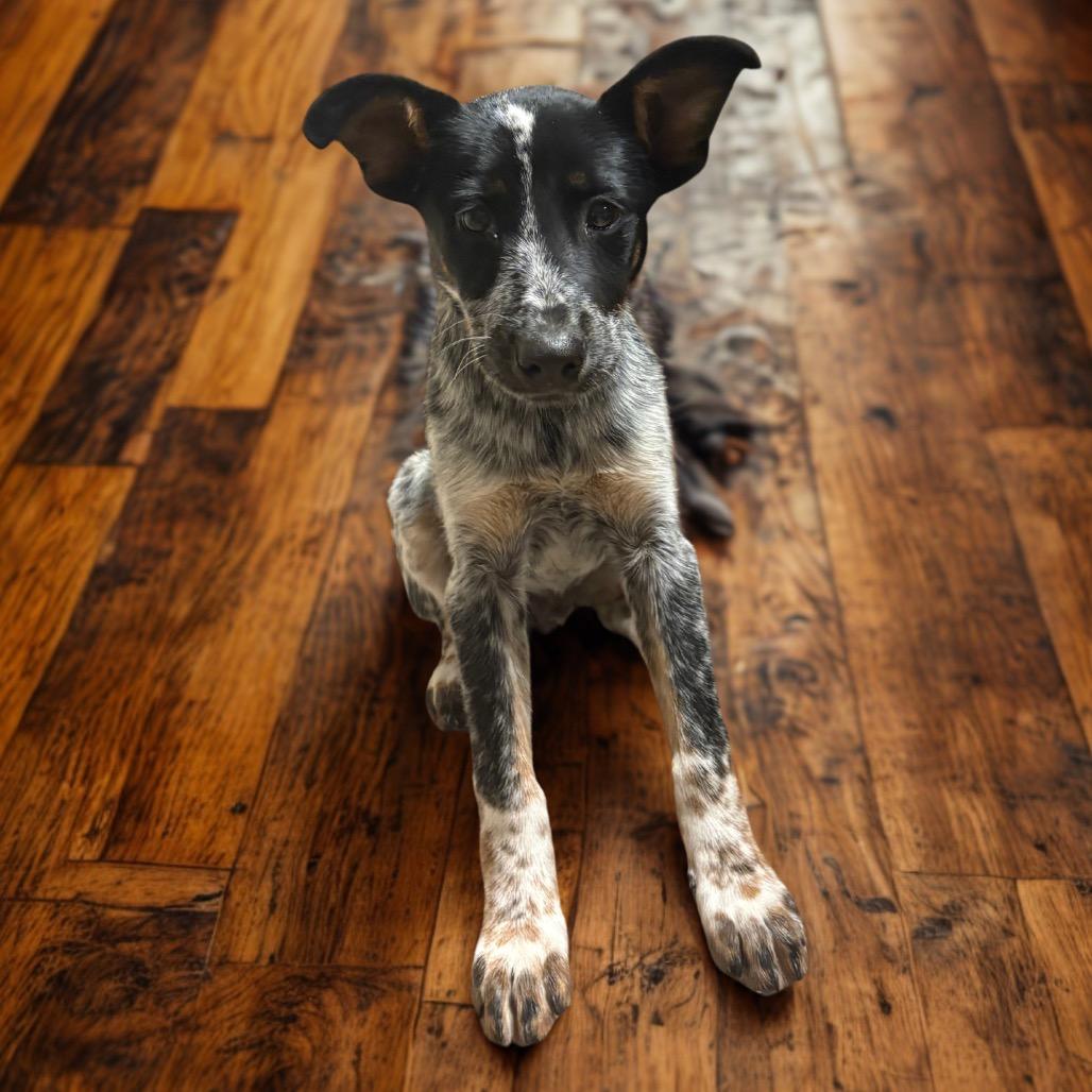Booster, an adopted Australian Cattle Dog / Blue Heeler in Max Meadows, VA image 3/4