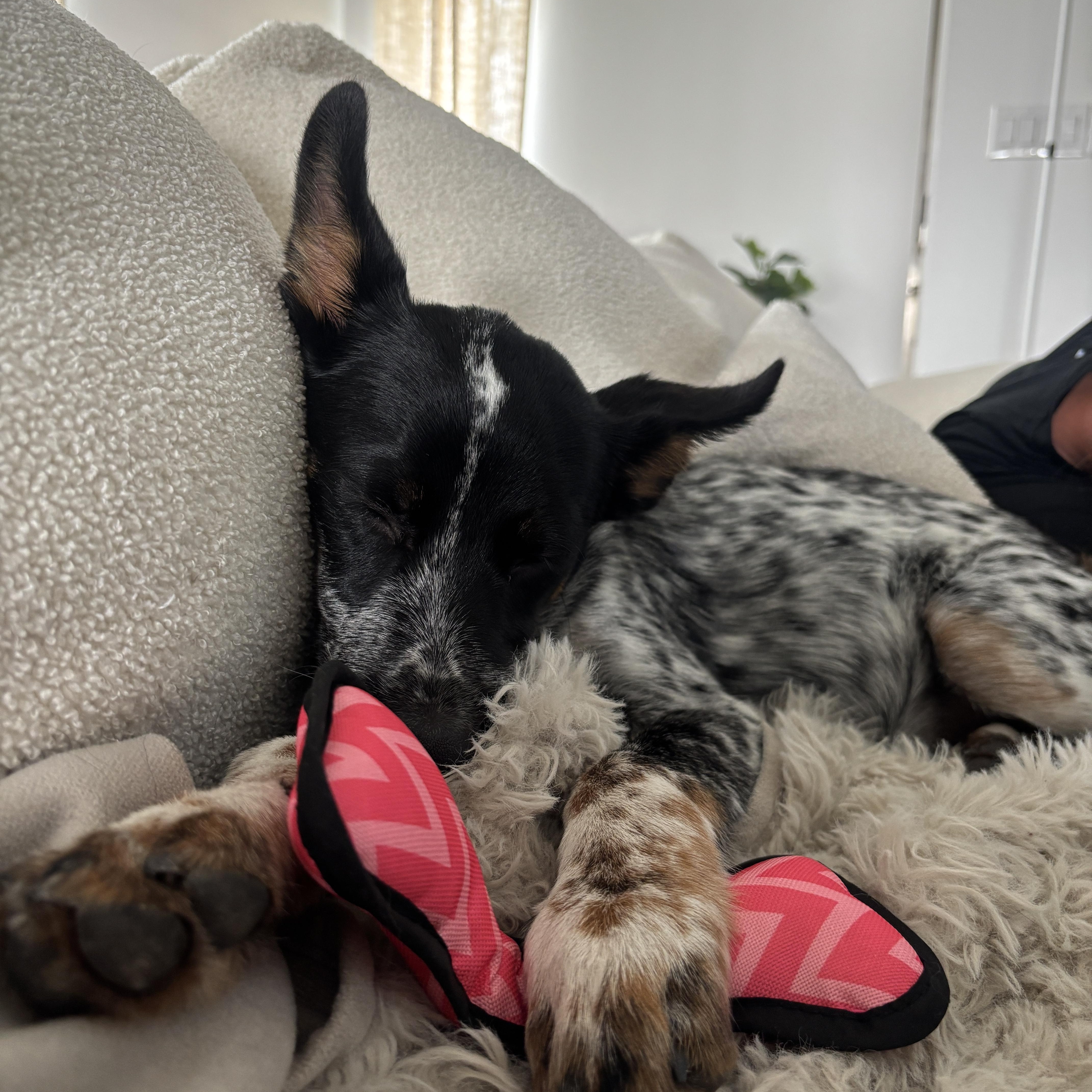 Booster, an adopted Australian Cattle Dog / Blue Heeler in Max Meadows, VA image 4/4