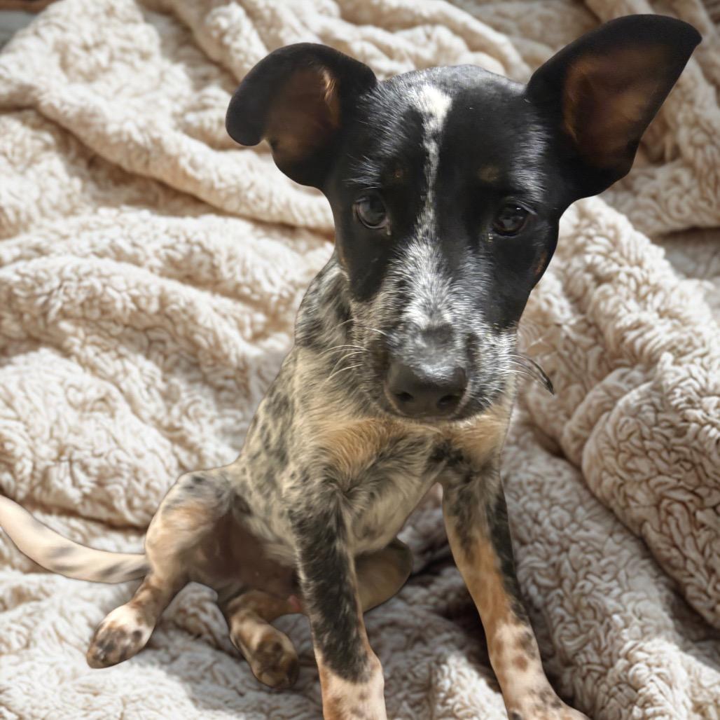 Booster, an adopted Australian Cattle Dog / Blue Heeler in Max Meadows, VA image 2/4