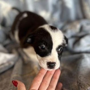 Cora, adopted, Puppy Female Terrier & Retriever.