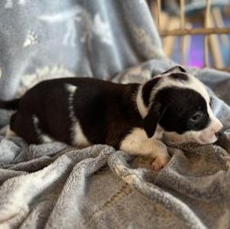 Enlarge Cora, an adopted mixed breed in FREDERICKSBURG , VA image 4/4