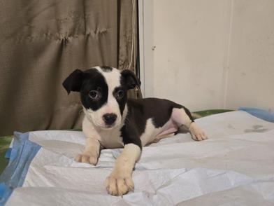 Enlarge Cora, an adopted mixed breed in FREDERICKSBURG , VA image 2/4