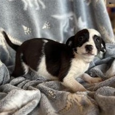 Enlarge Cora, an adopted mixed breed in FREDERICKSBURG , VA image 3/4