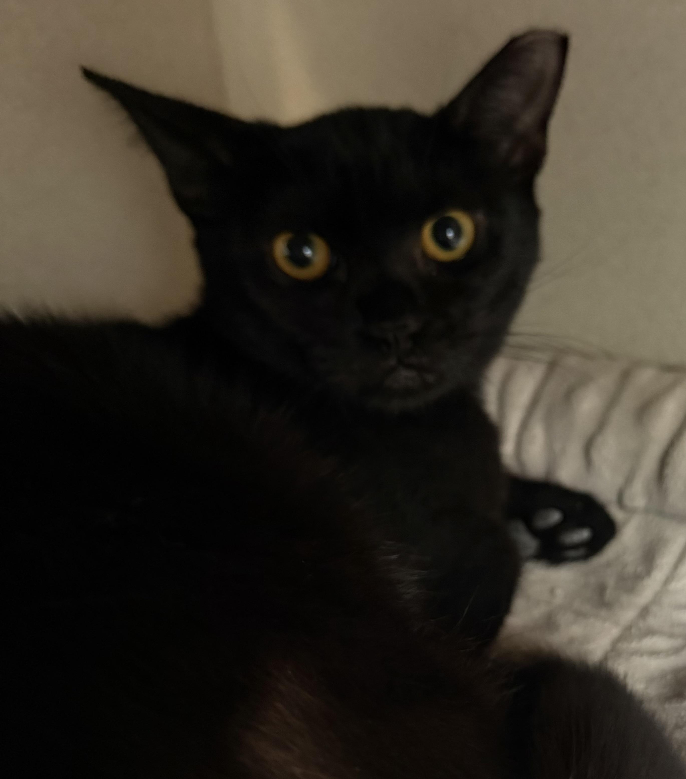 Zane, adoptable, Kitten Female Domestic Short Hair.