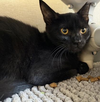 Enlarge Zane, an adoptable mixed breed in Salem, NH image 2/2