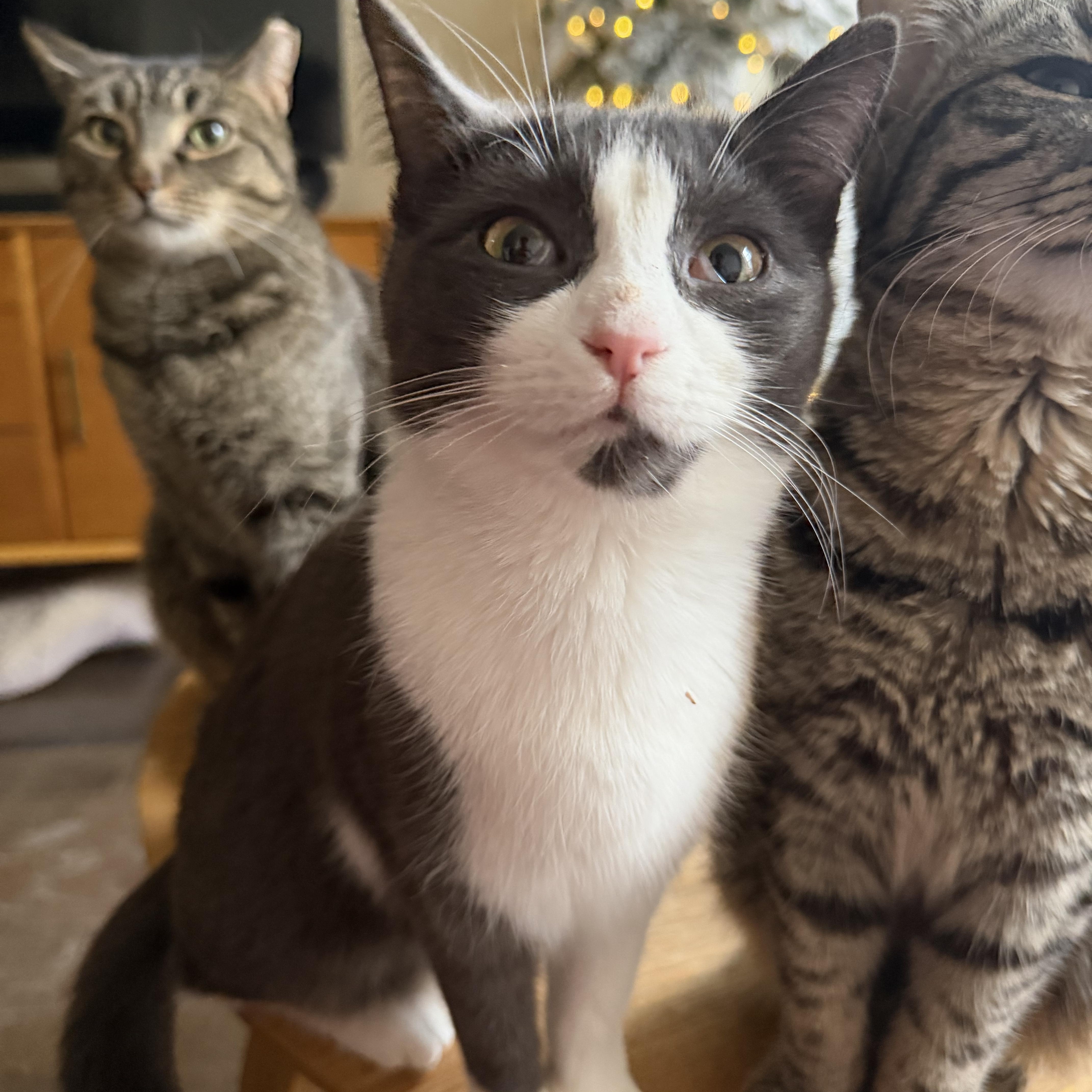 Monstera, Adoptable, Young Female Domestic Short Hair.