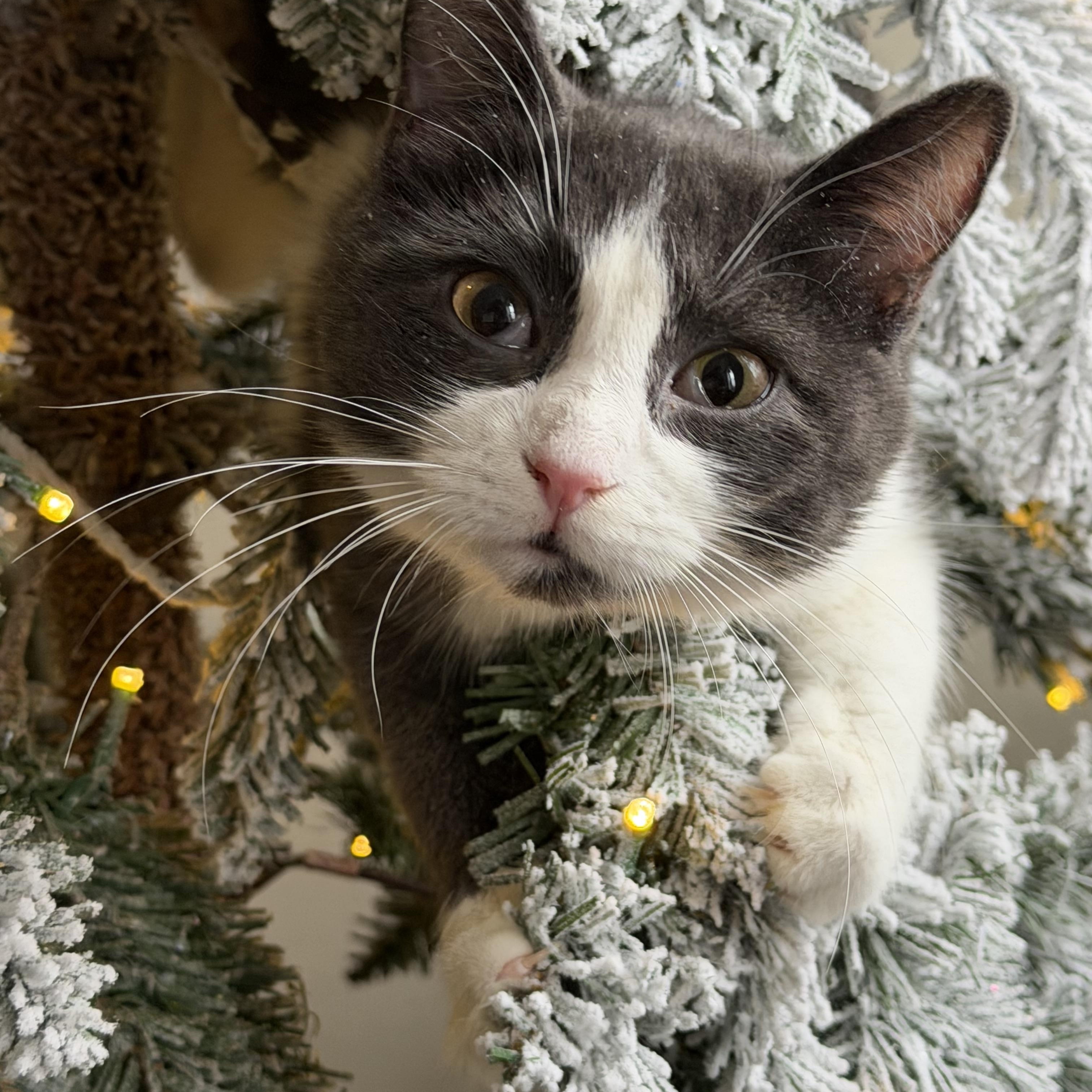 Enlarge Monstera, a Adoptable Domestic Short Hair in Brooklyn, NY image 4/5