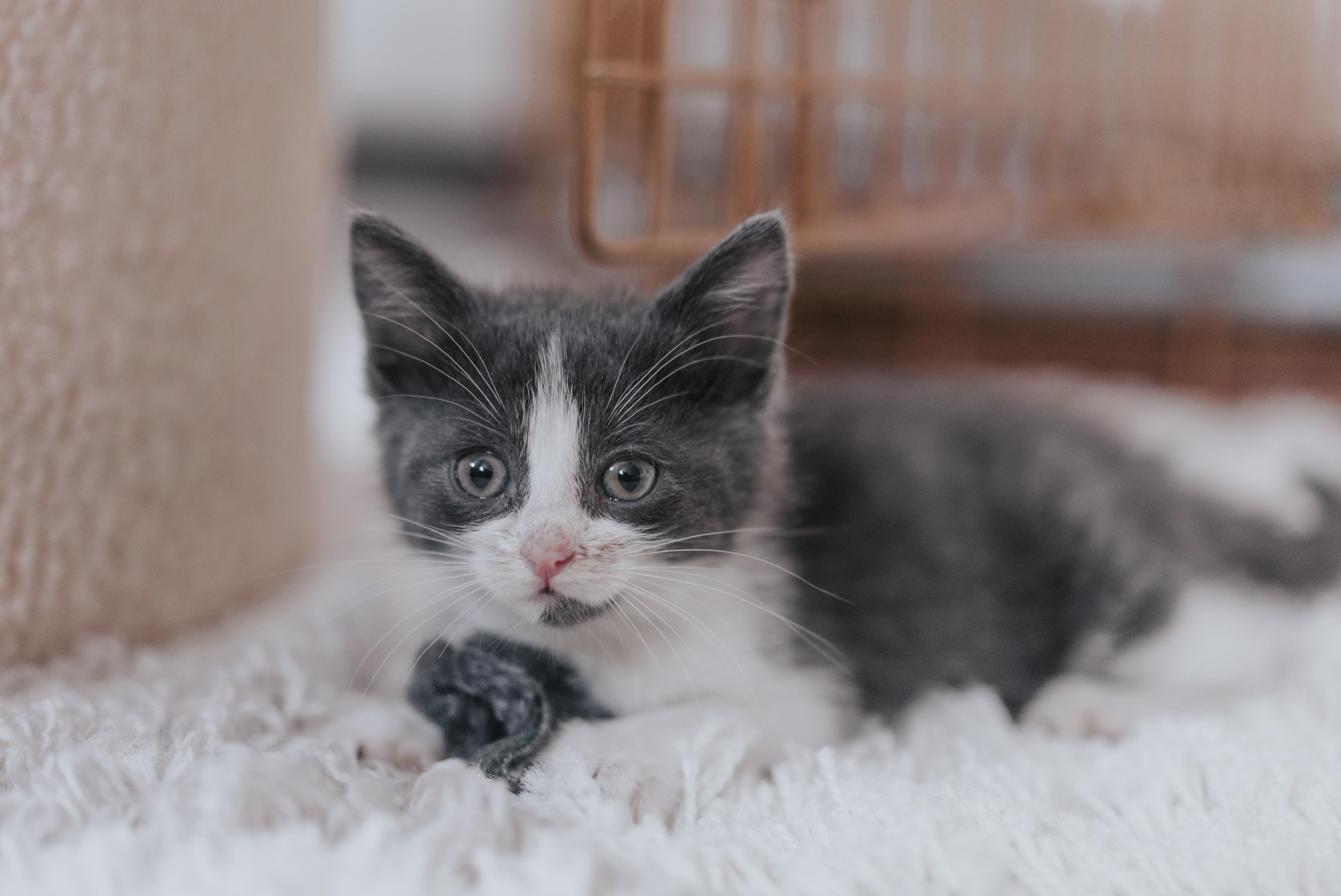 Enlarge Monstera, a Adoptable Domestic Short Hair in Brooklyn, NY image 1/3