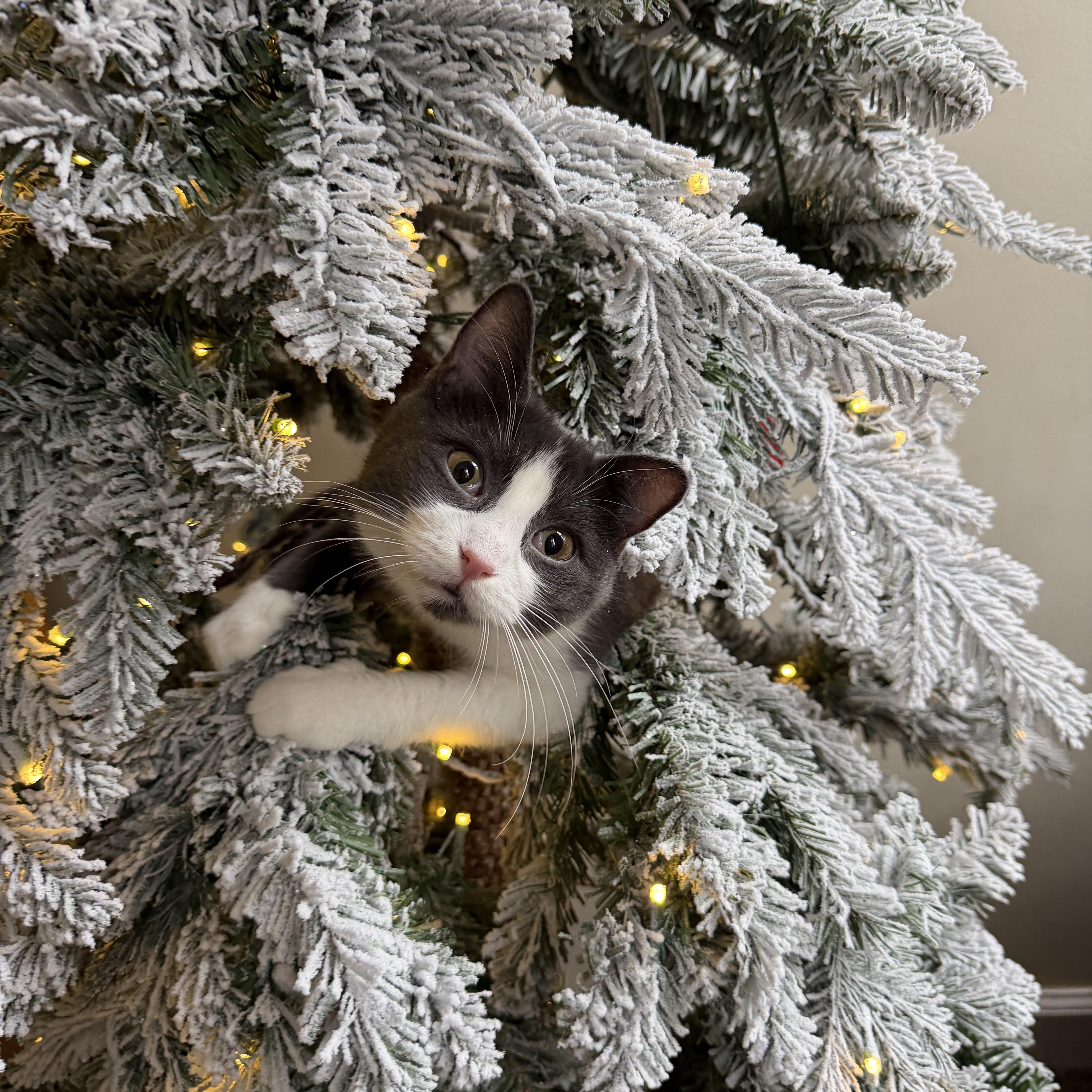 Enlarge Monstera, a Adoptable Domestic Short Hair in Brooklyn, NY image 1/5