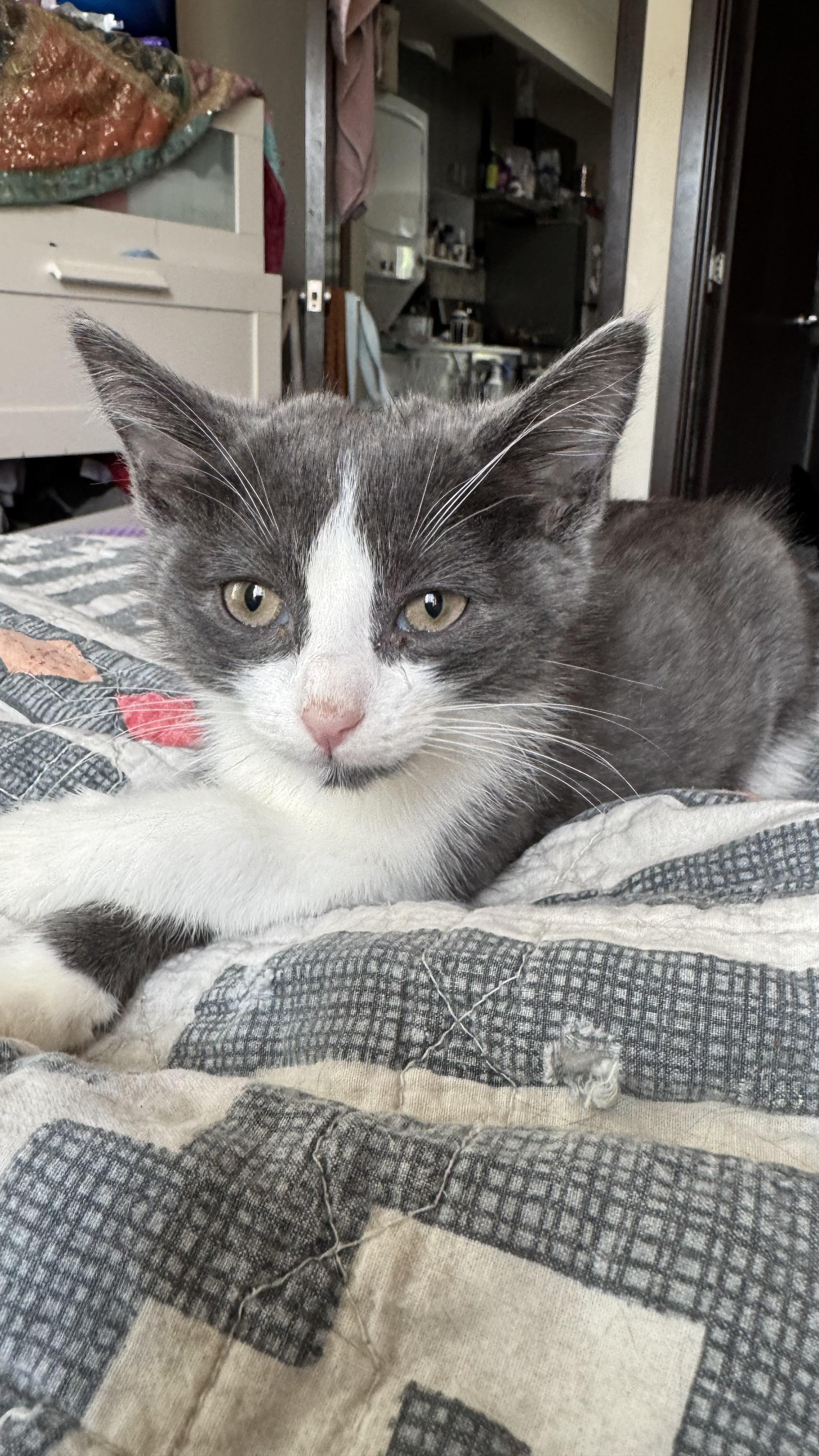 Enlarge Monstera, a Adoptable Domestic Short Hair in Brooklyn, NY image 2/3