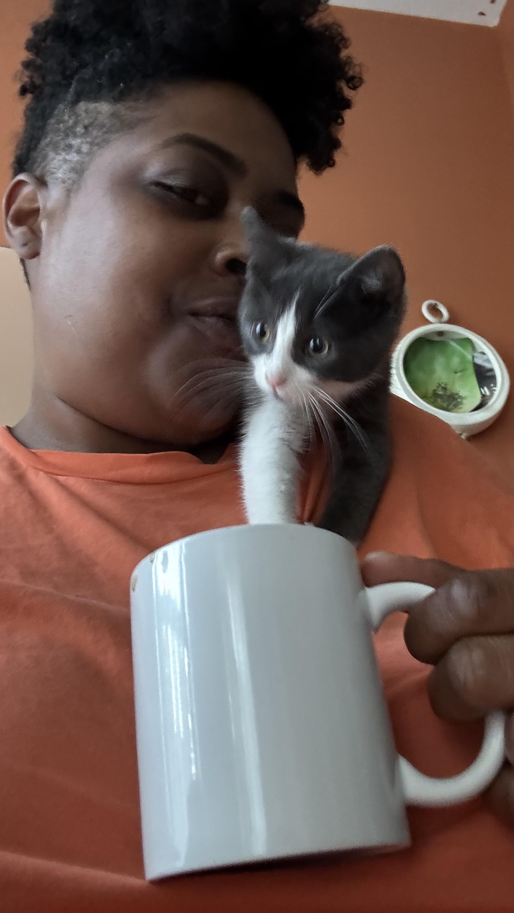 Enlarge Monstera, a Adoptable Domestic Short Hair in Brooklyn, NY image 3/3