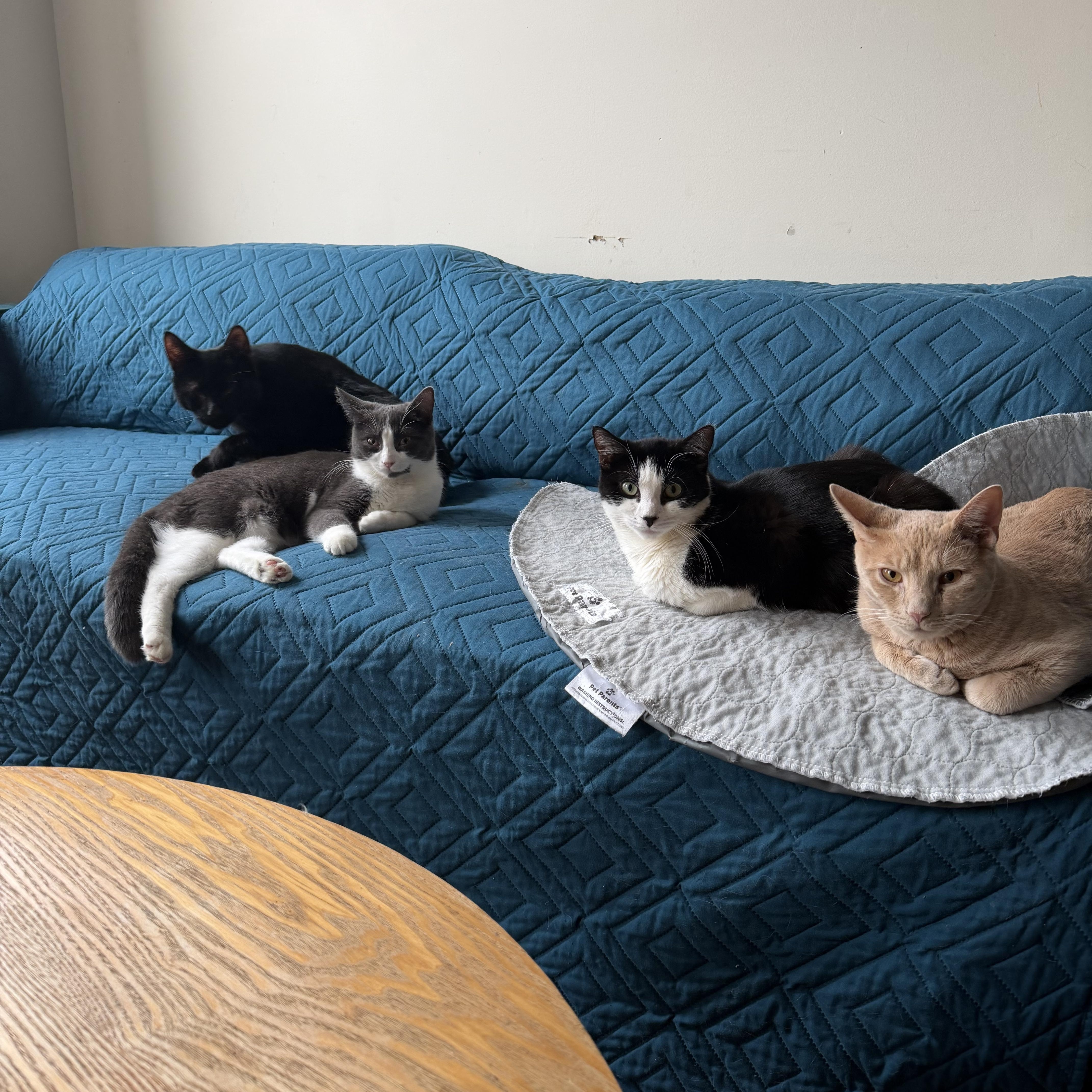 Enlarge Monstera, a Adoptable Domestic Short Hair in Brooklyn, NY image 5/5