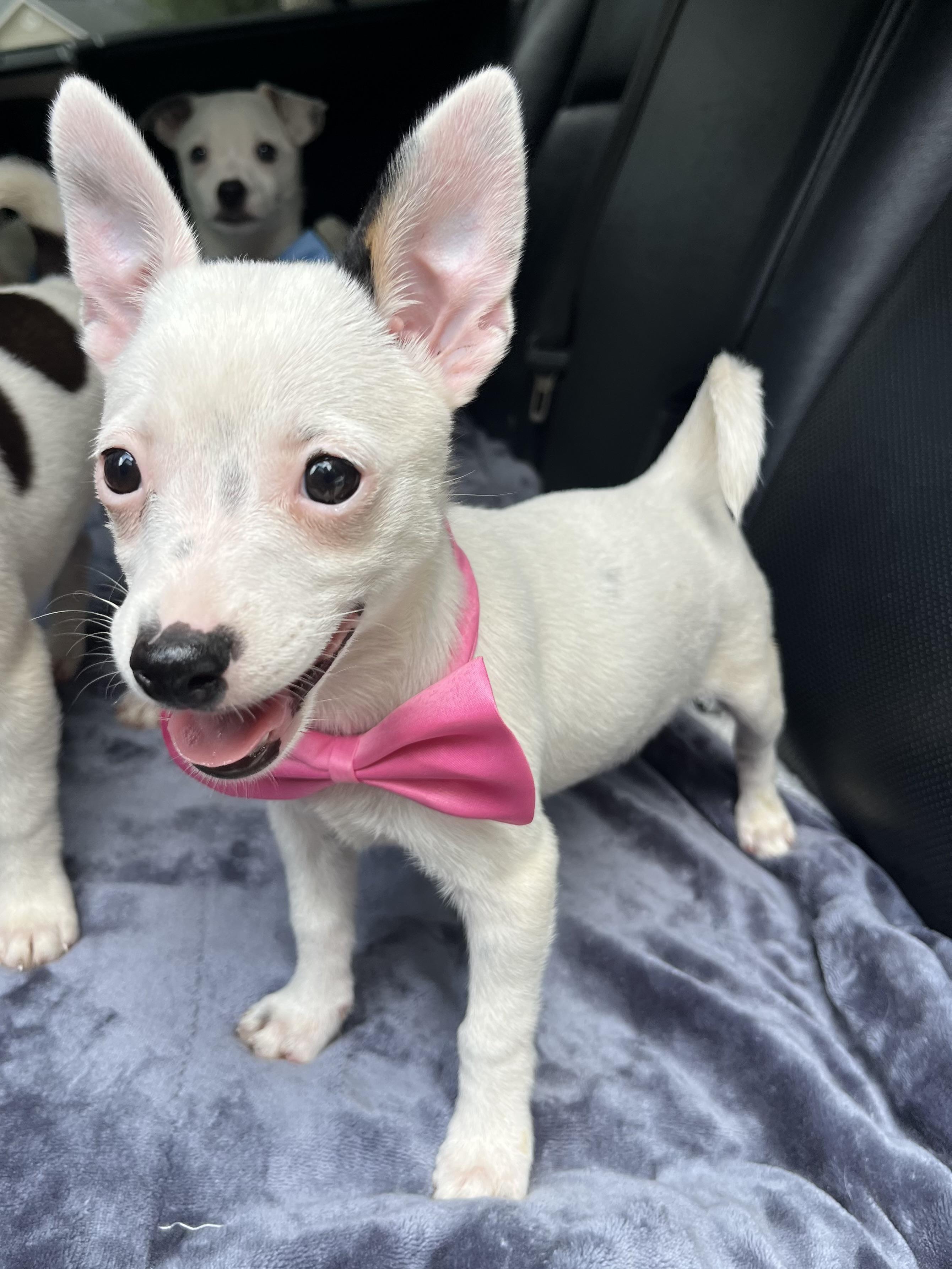 Enlarge Daisy, a Adoptable mixed breed in Jacksonville, FL image 3/6