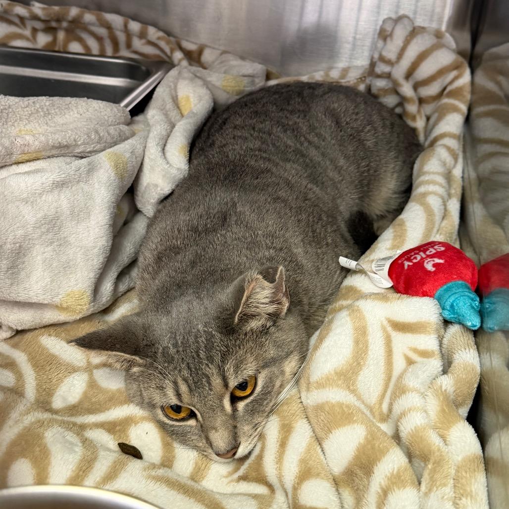 Mandy, Adoptable, Young Female Domestic Short Hair.