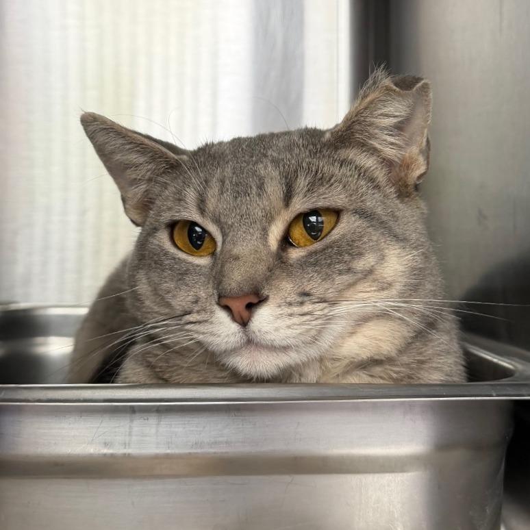 Mandy, a Adoptable Domestic Short Hair in Blairsville, GA image 2/2