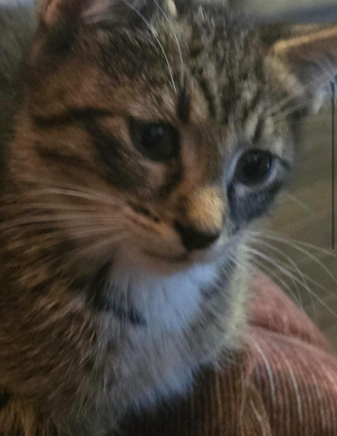 Odette - New Bio and New Images*, a Adoptable Domestic Short Hair in Vancouver, BC image 5/6