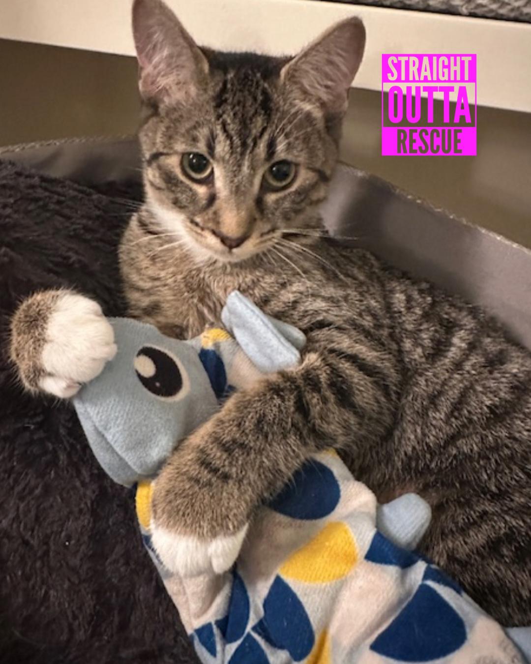 Enlarge Odette - New Bio and New Images*, an adopted Domestic Short Hair in Vancouver, BC image 1/6