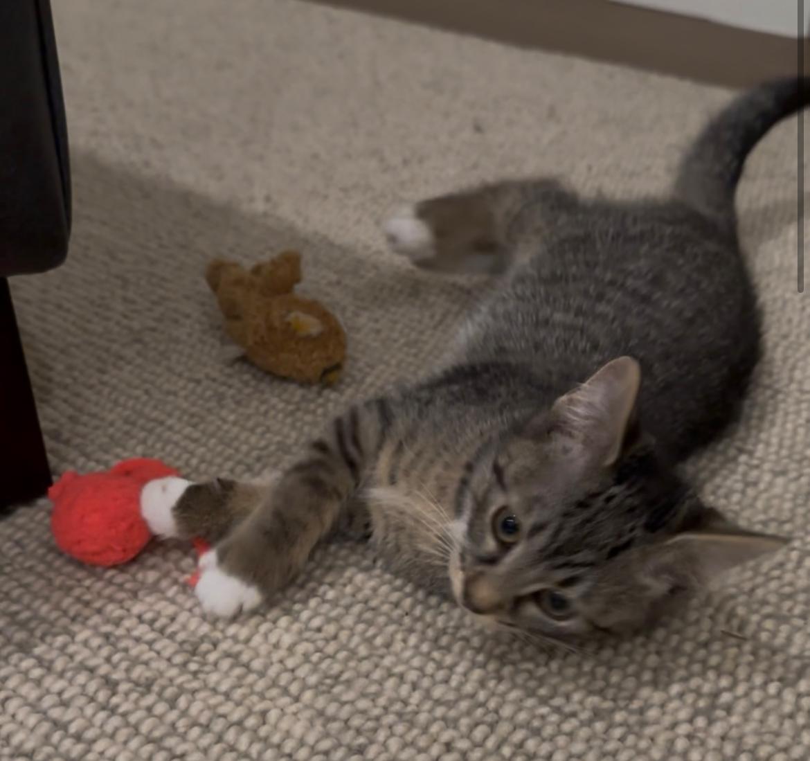 Odette - New Bio and New Images*, a Adoptable Domestic Short Hair in Vancouver, BC image 3/6