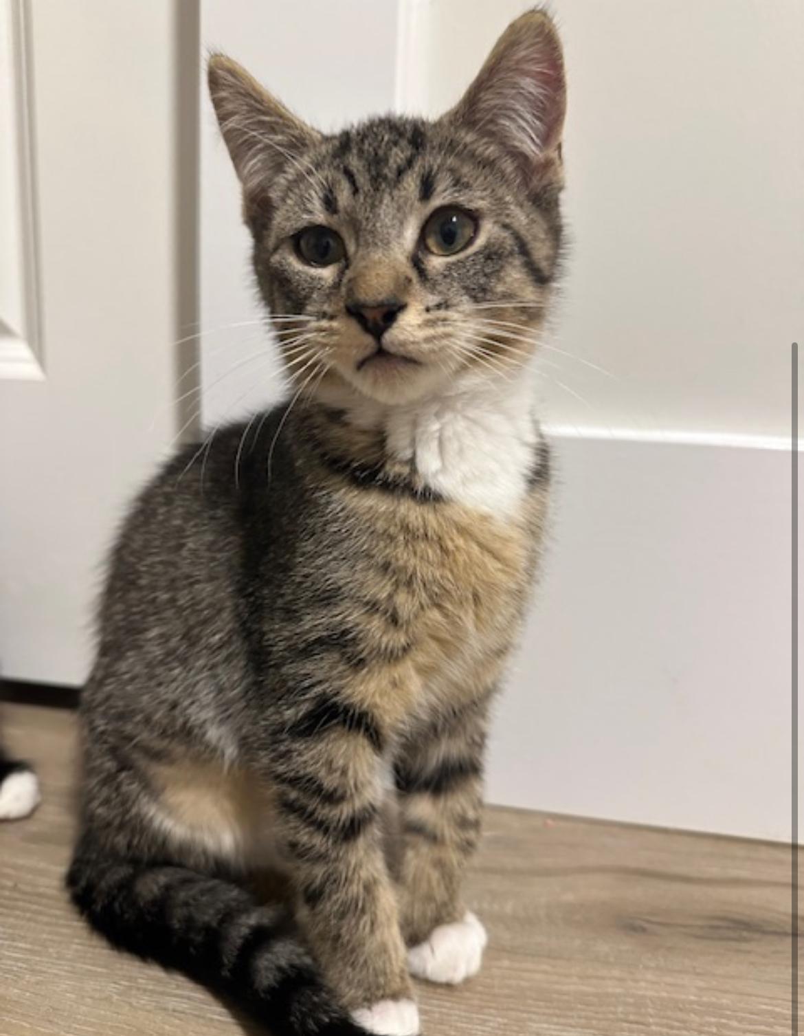 Odette - New Bio and New Images*, a Adoptable Domestic Short Hair in Vancouver, BC image 2/6