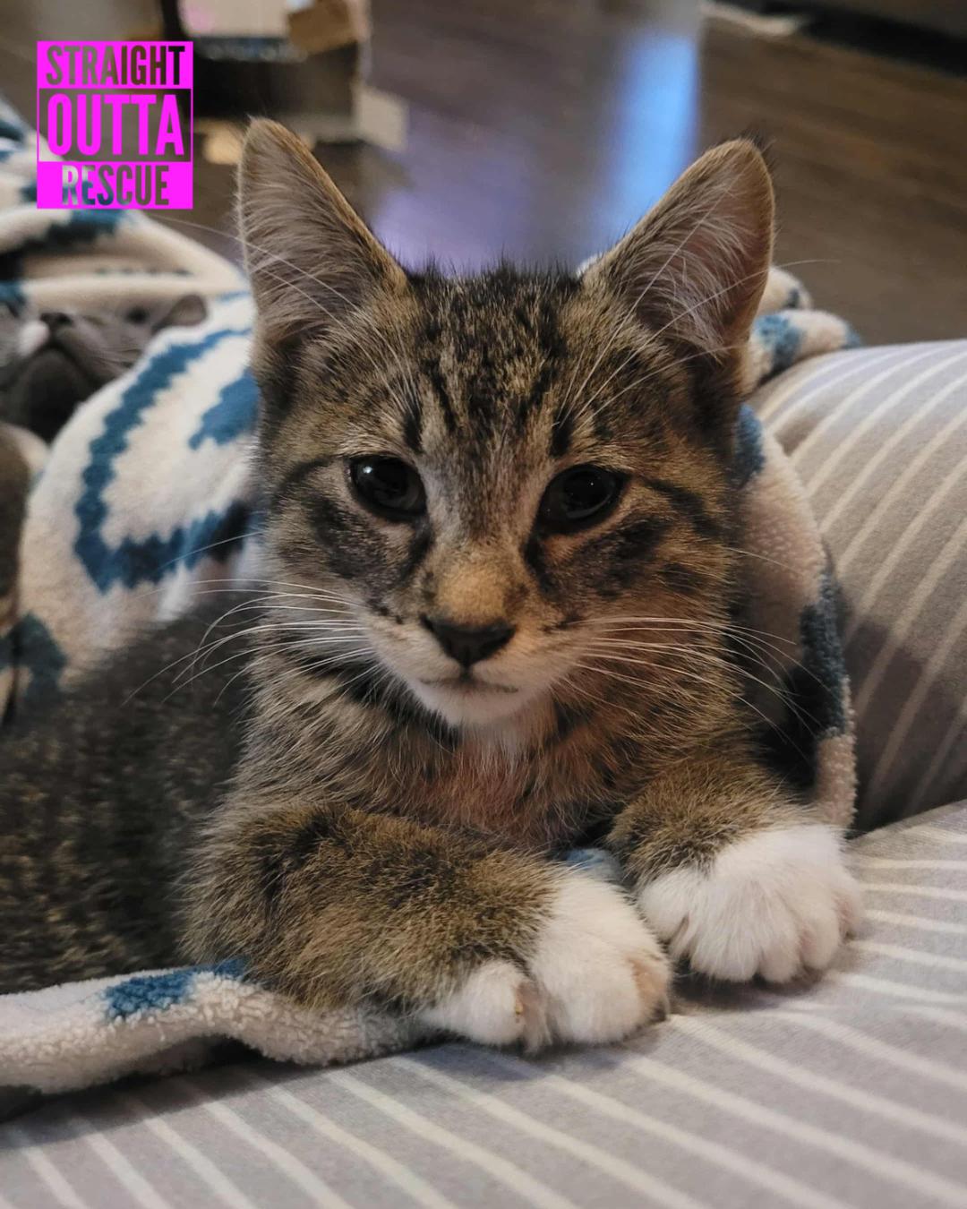 Odette - New Bio and New Images*, Adoptable, Kitten Female Domestic Short Hair.