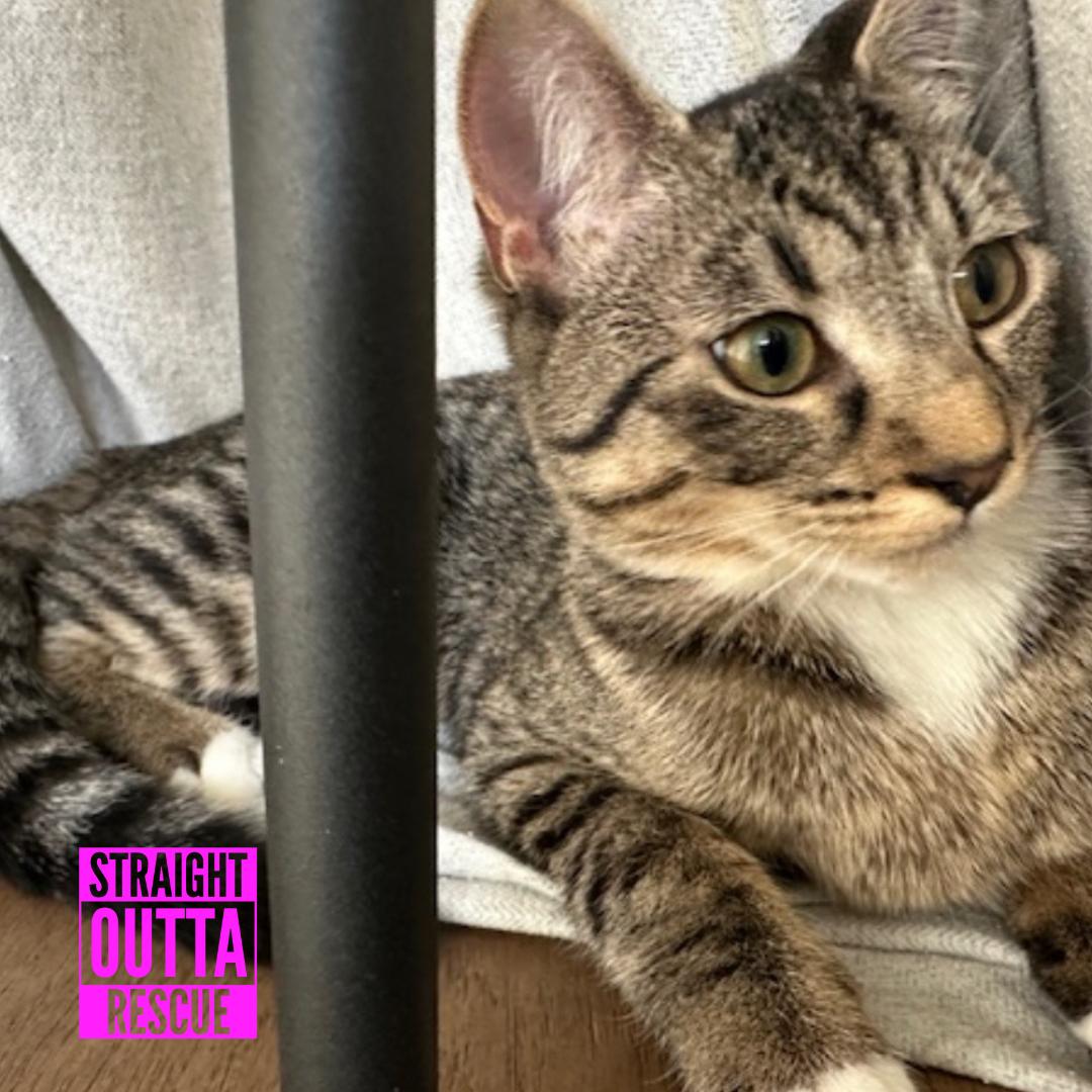 Enlarge Odette - New Bio and New Images*, an adopted Domestic Short Hair in Vancouver, BC image 5/6