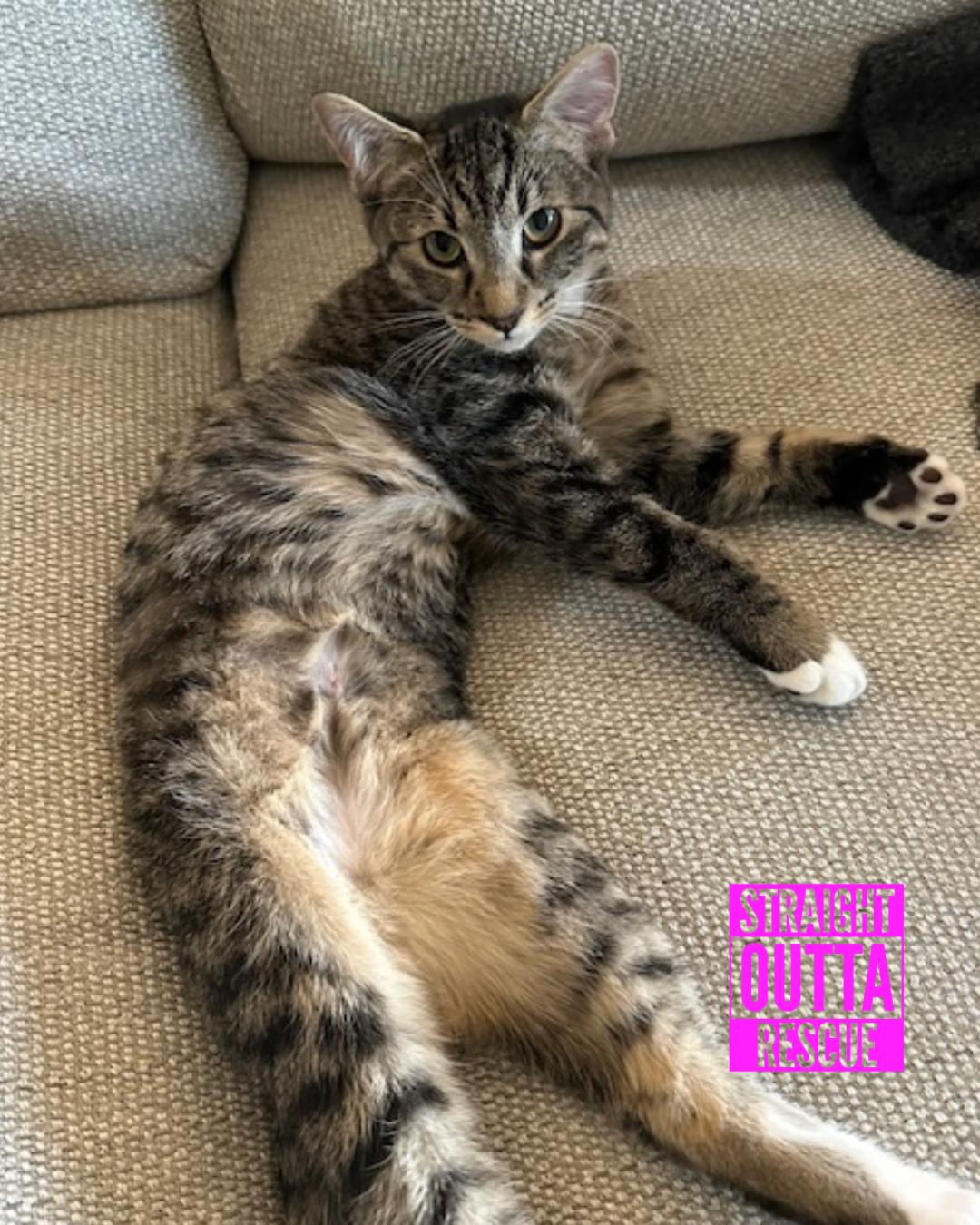 Enlarge Odette - New Bio and New Images*, an adopted Domestic Short Hair in Vancouver, BC image 3/6