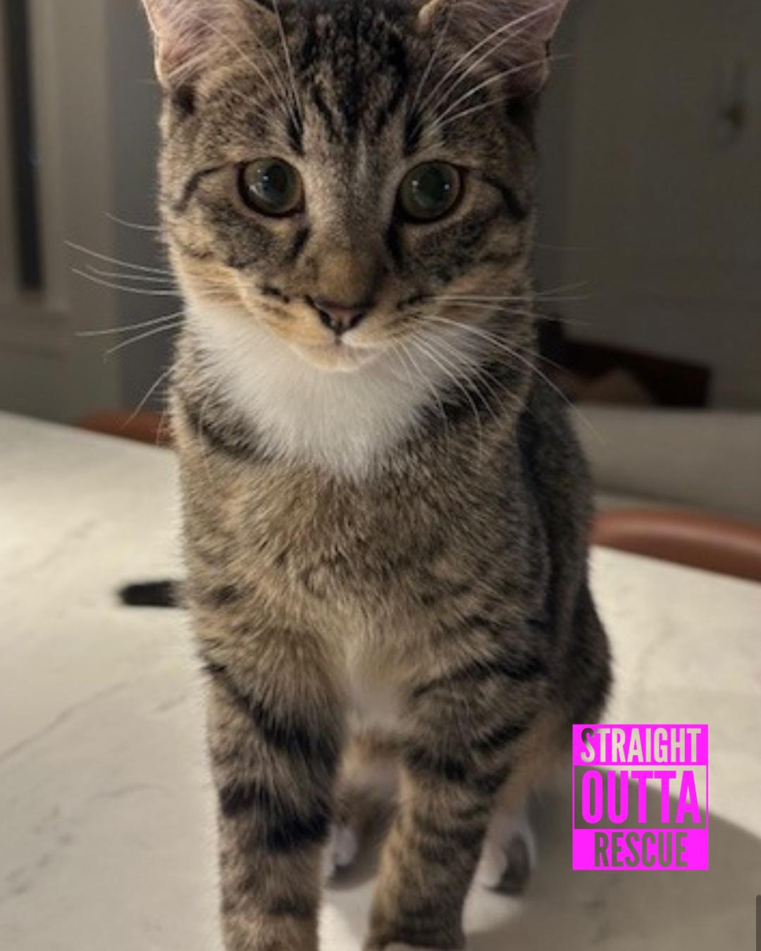 Enlarge Odette - New Bio and New Images*, an adopted Domestic Short Hair in Vancouver, BC image 4/6