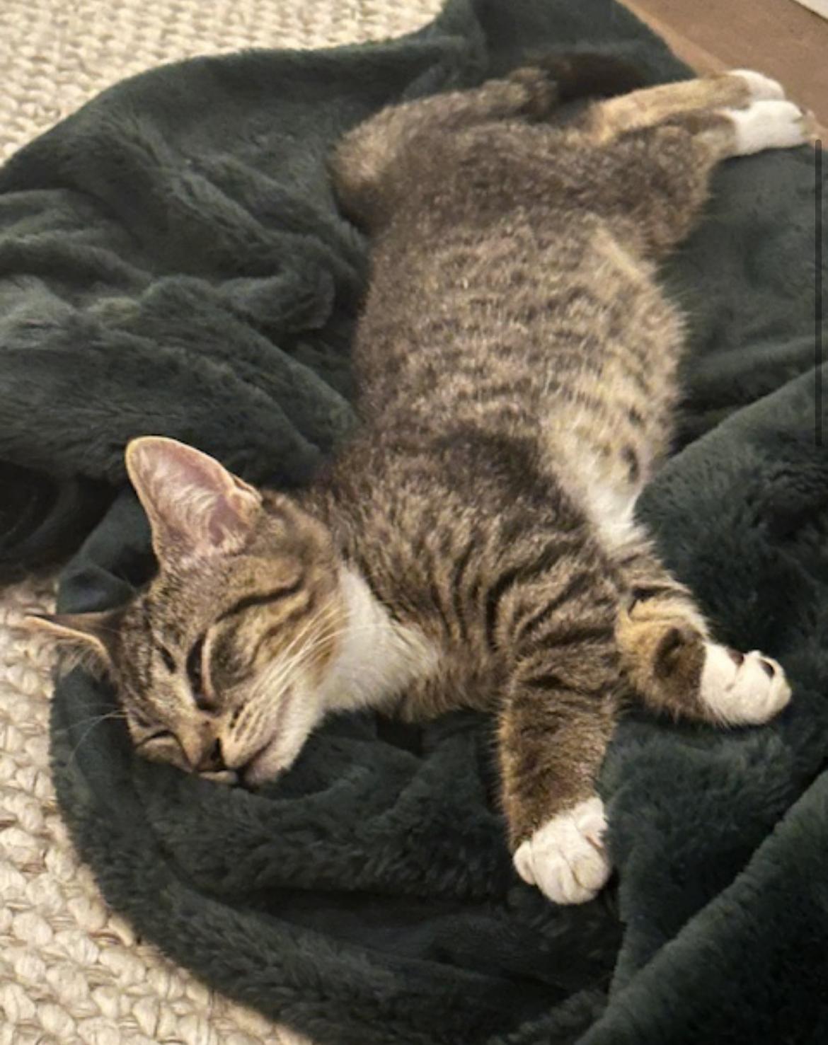 Odette - New Bio and New Images*, a Adoptable Domestic Short Hair in Vancouver, BC image 4/6