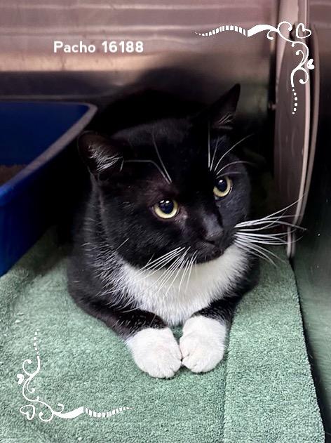 Enlarge PACHO, a ADOPTABLE Domestic Short Hair in Marietta, GA image 5/5