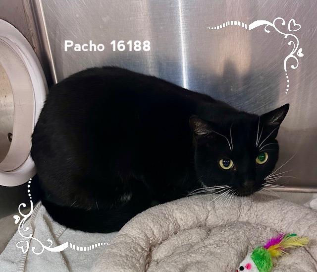 Enlarge PACHO, a ADOPTABLE Domestic Short Hair in Marietta, GA image 2/5