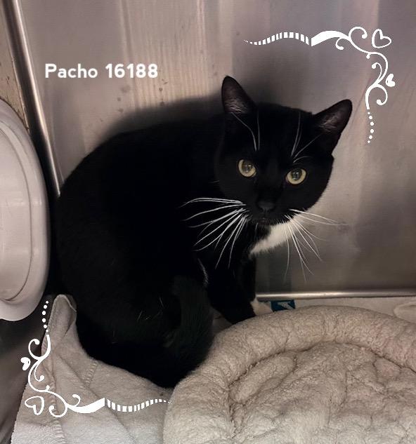 Enlarge PACHO, a ADOPTABLE Domestic Short Hair in Marietta, GA image 4/5