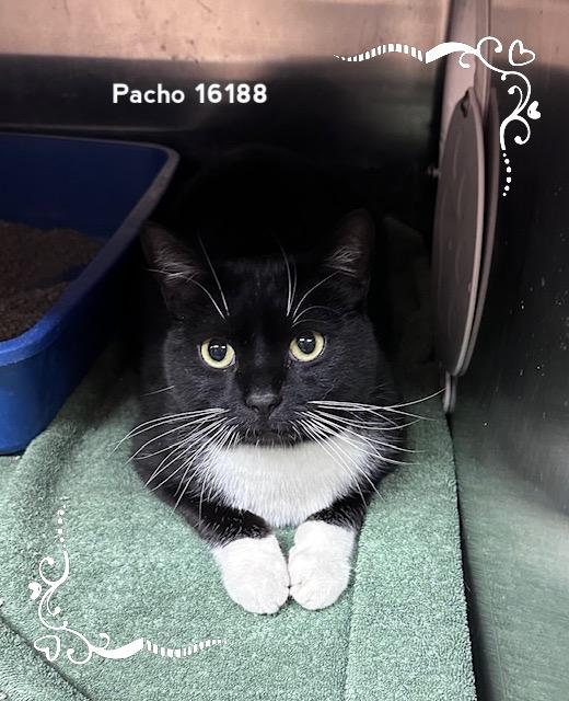 Enlarge PACHO, a ADOPTABLE Domestic Short Hair in Marietta, GA image 1/5