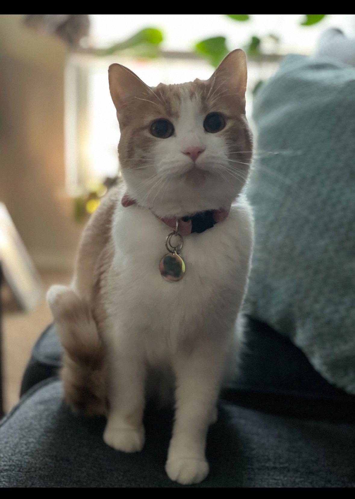 Tabitha Jean- Courtesy Post, Adoptable, Adult Female Domestic Short Hair.