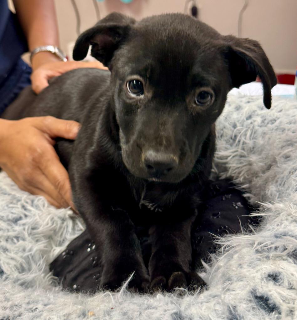 Enlarge Pepsi-2mo Old Puppy!, a Adoptable mixed breed in Fort Myers, FL image 1/3