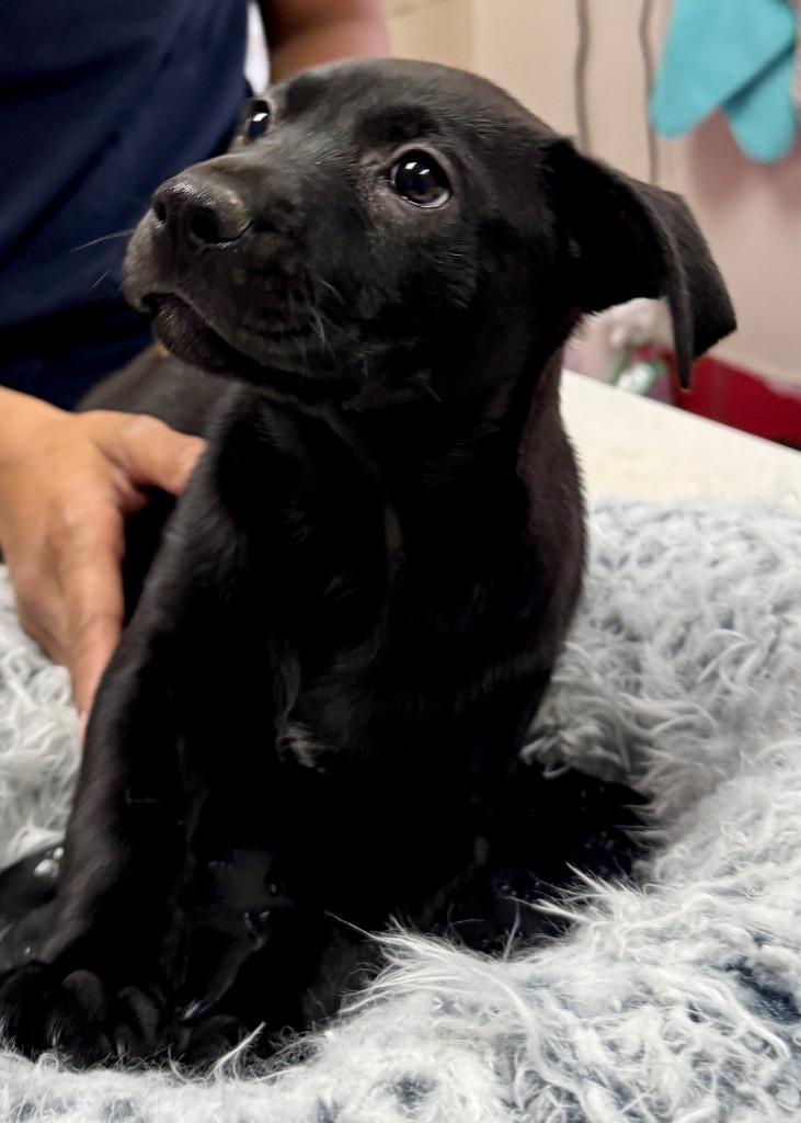 Enlarge Pepsi-2mo Old Puppy!, a Adoptable mixed breed in Fort Myers, FL image 2/3