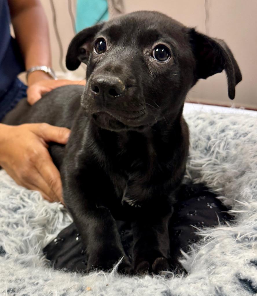 Enlarge Pepsi-2mo Old Puppy!, a Adoptable mixed breed in Fort Myers, FL image 3/3